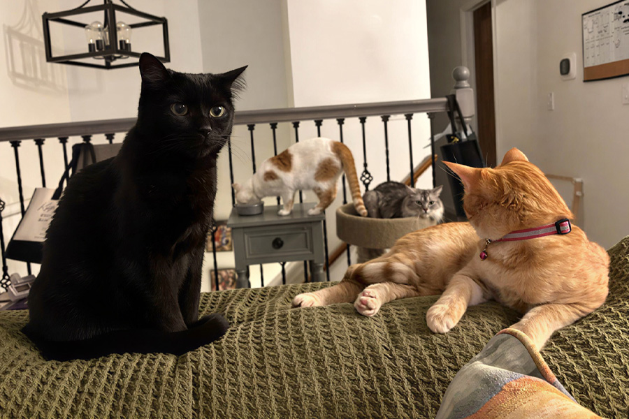 Pet sitting moment